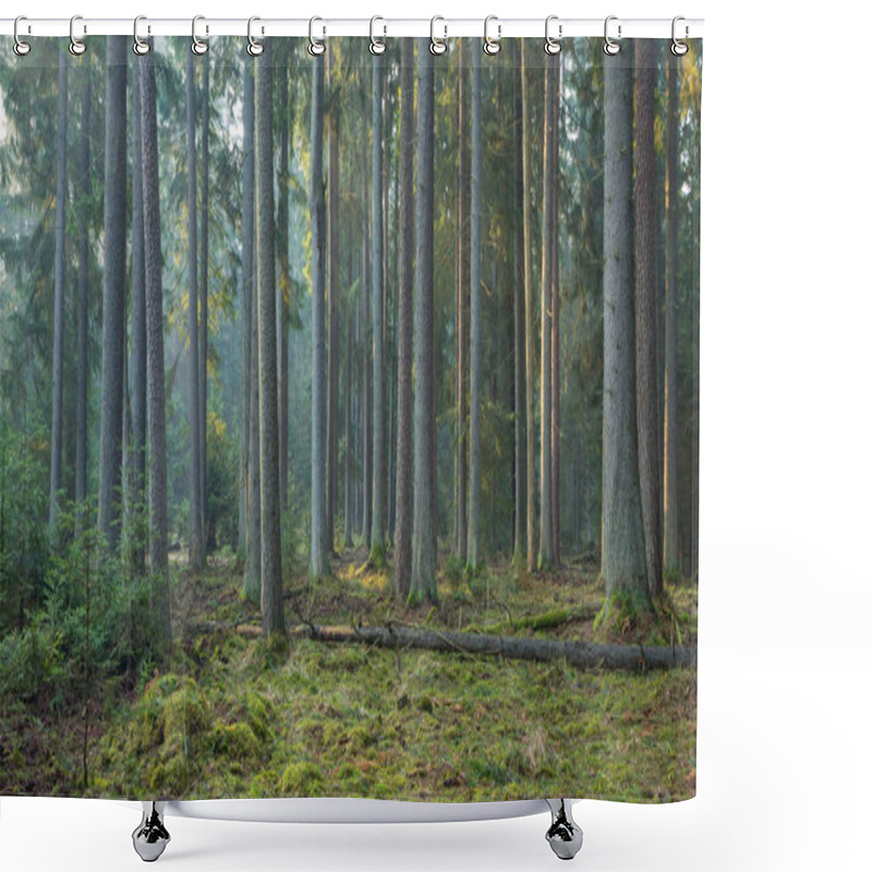 Personality  Sunbeam Entering Rich Coniferous Forest Shower Curtains