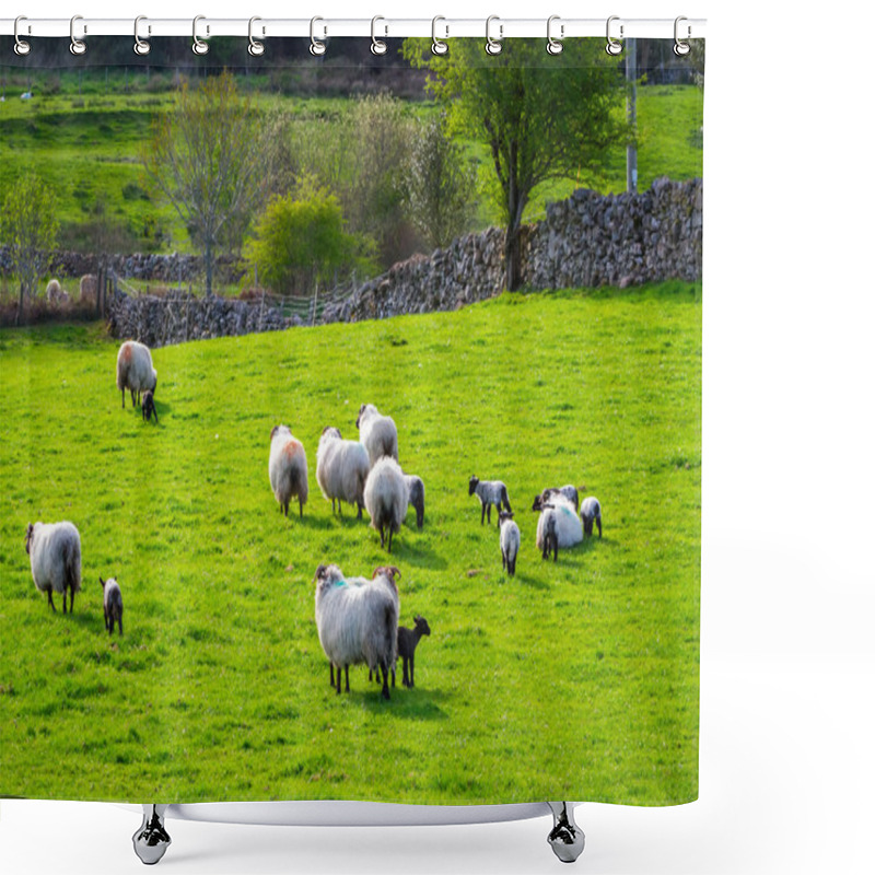 Personality  Sheep And Rams In Ireland Shower Curtains