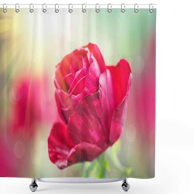 Personality  Beautiful Red Rose Flower Growing. Shower Curtains