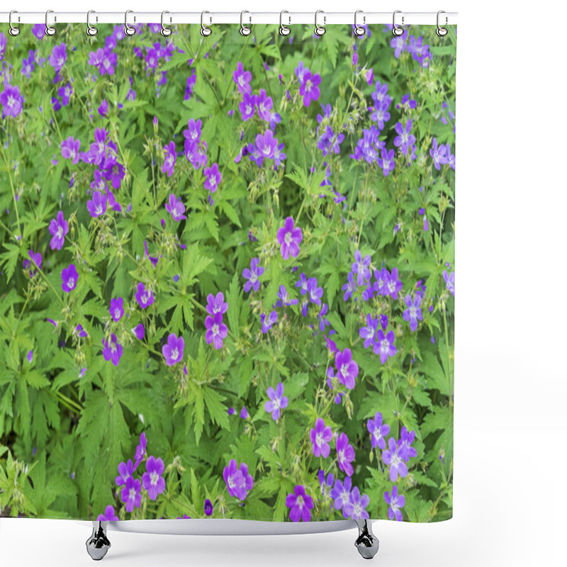 Personality  Blooming Meadow Geranium (Geranium Pratense). Forest Geranium Blooms Lilac Flowers. Shower Curtains