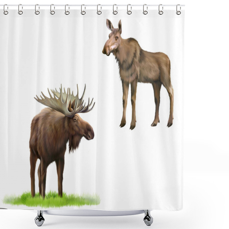 Personality  Adult Moose With Big Horns And Without, Isolated Illustration On White Background. Shower Curtains