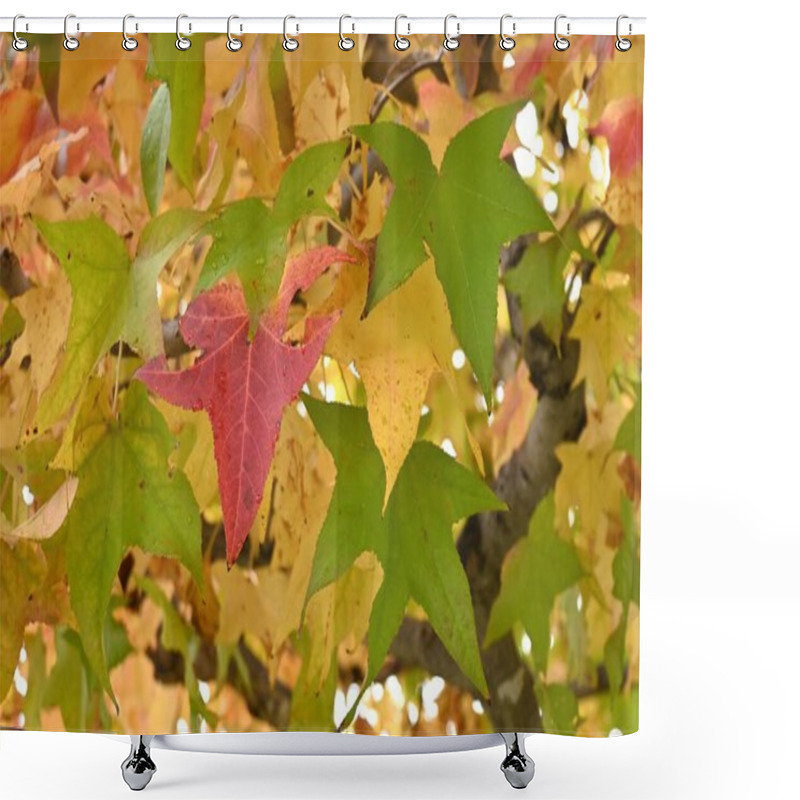 Personality   American Sweetgum Tree. Altingiaceae Deciduous Tree Native To North America. The Autumn Foliage Is Beautiful And The Aggregate Fruits Have Sharp Thorns. Shower Curtains