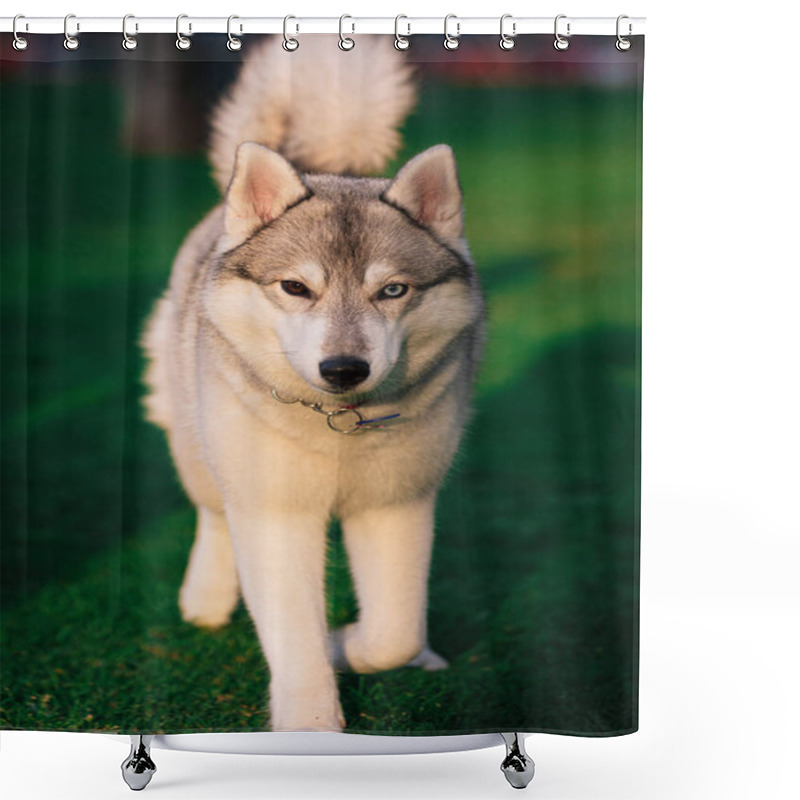 Personality  A Grey And White Siberian Husky Female Walks Forward In A Field In A Grass. She Has Brown Eye And Blue Eye. There Is A Lot Of Greenery, Grass Around Her. Sunny Day. Shower Curtains