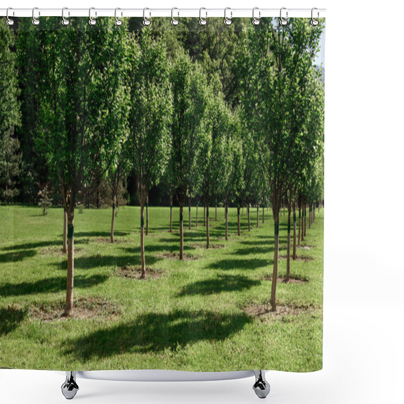 Personality  Rows Of Trees In The Garden, Young Well-groomed Trees And Green Grass. Spring Garden Without Flowers Shower Curtains