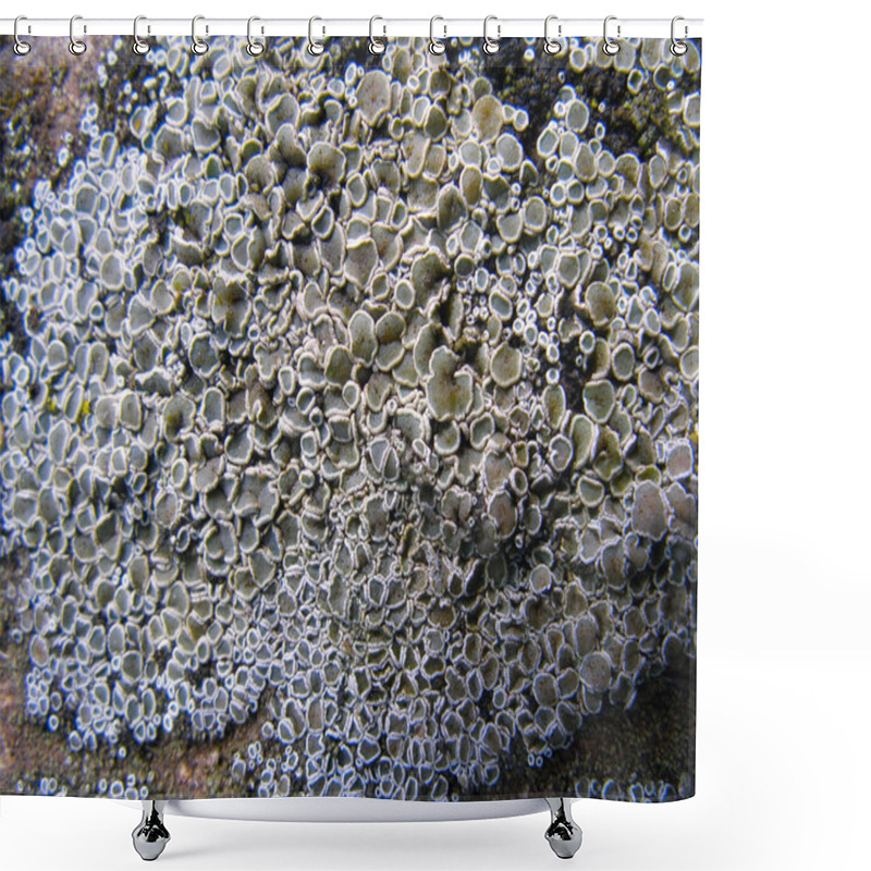 Personality  Colonia Lichen Shower Curtains