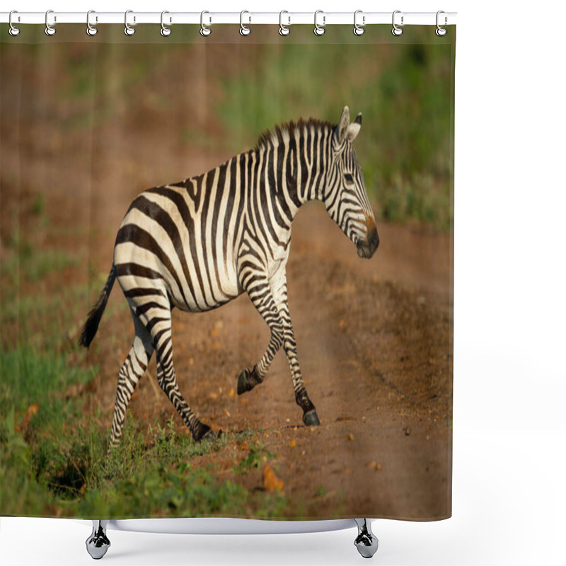 Personality  Plains Zebra Trots Across Track In Savannah Shower Curtains