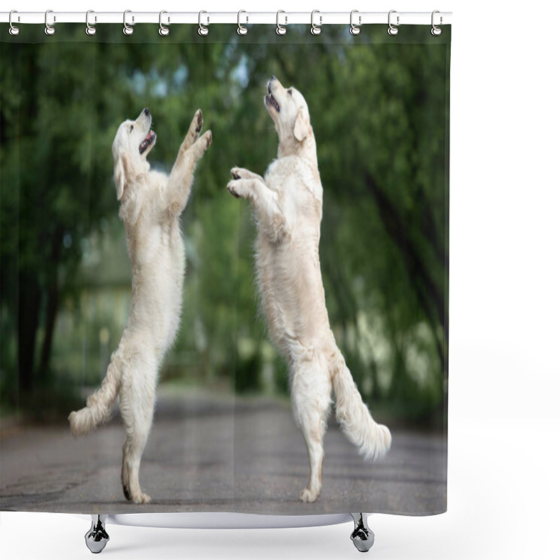 Personality  Two Golden Retriever Dogs Dancing On The Street Shower Curtains