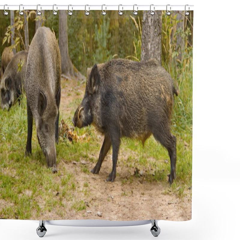 Personality  Wild Boars Roam The Dense Forest, Their Rugged Figures Moving Through The Underbrush. Surrounded By Towering Trees And Thick Foliage, They Thrive In The Wild, Embodying Nature's Untamed Beauty. Shower Curtains