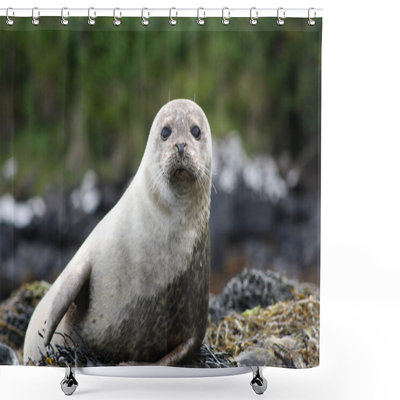 Personality  Onlooker Seal Shower Curtains