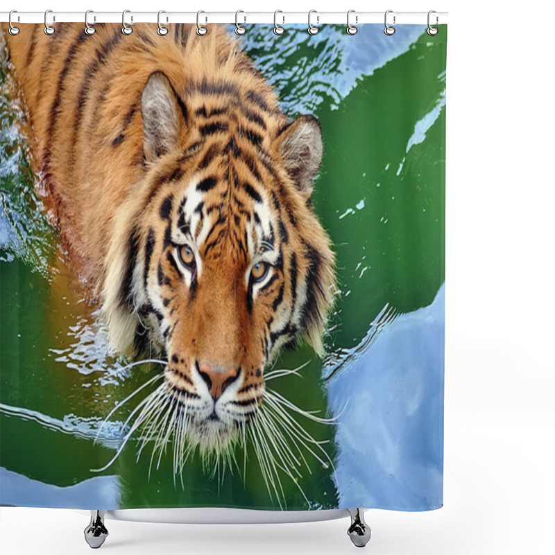 Personality  Tiger In Water Shower Curtains