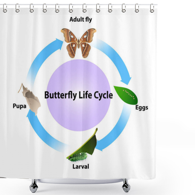 Personality  Butterfly Life Cycle Vector On White Background For All Graphic.and Educations Science. Shower Curtains