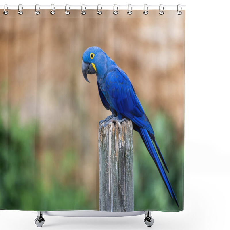 Personality  Portrait Of A Hyacinth Macaw Shower Curtains