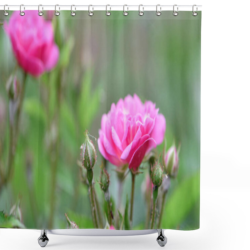 Personality  Veilchenblau, Rose Flower. Pink Roses On A Bush In The Garden, Close-up. Flowering English Rosa Climbing Rose Bush. In The Garden In The Flower Bed. Spring Time, Delicate Summer Flower. Close-up Shower Curtains