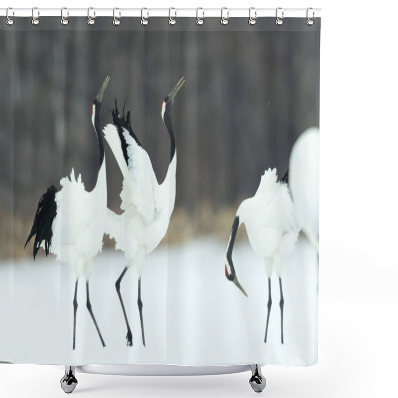 Personality  The Ritual Marriage Dance Of Cranes. The Red-crowned Cranes. Scientific Name: Grus Japonensis, Also Called The Japanese Crane Or Manchurian Crane, Is A Large East Asian Crane. Shower Curtains