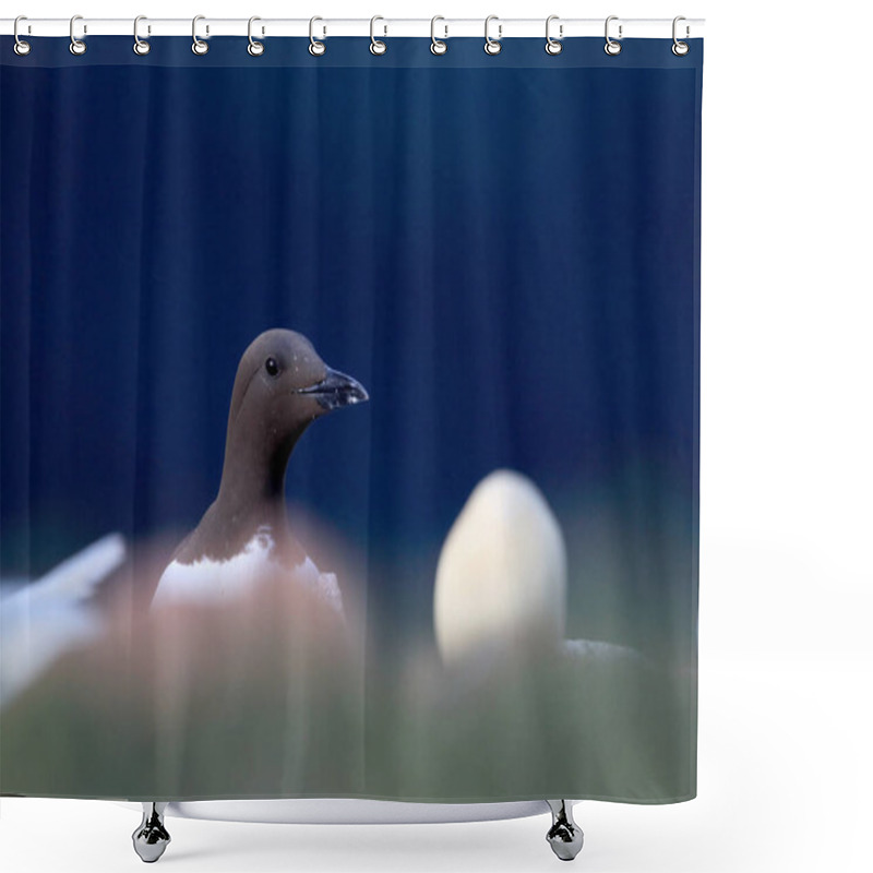 Personality  Common Murre Or Common Guillemot (Uria Aalge)  Island  Heligoland, Germany Shower Curtains