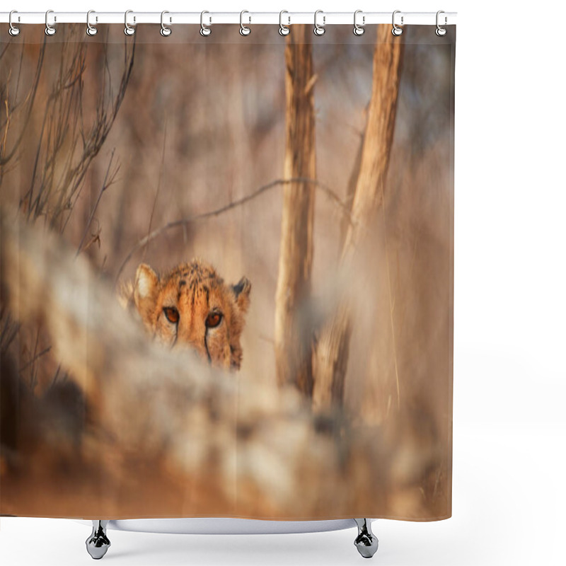 Personality  Eyes Of Wild Cheetah, Acinonyx Jubatus, Hidden Behind Branch, Staring Directly At Camera. Ground Level Photography. Typical Etosha Dry Forest Environment. Etosha National Park, Namibia. Shower Curtains