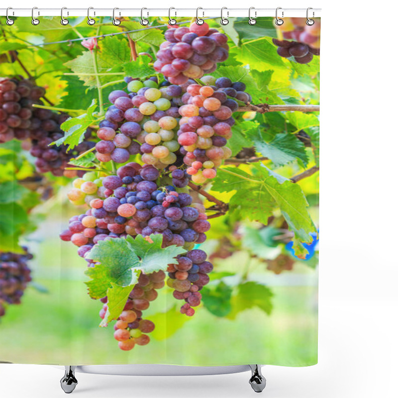 Personality  Vineyard Bunch Of Grapes Shower Curtains