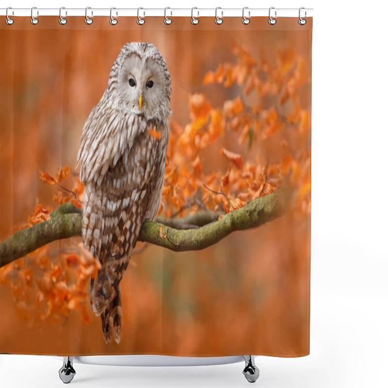 Personality  Ural Owl At Orange Oak Shower Curtains