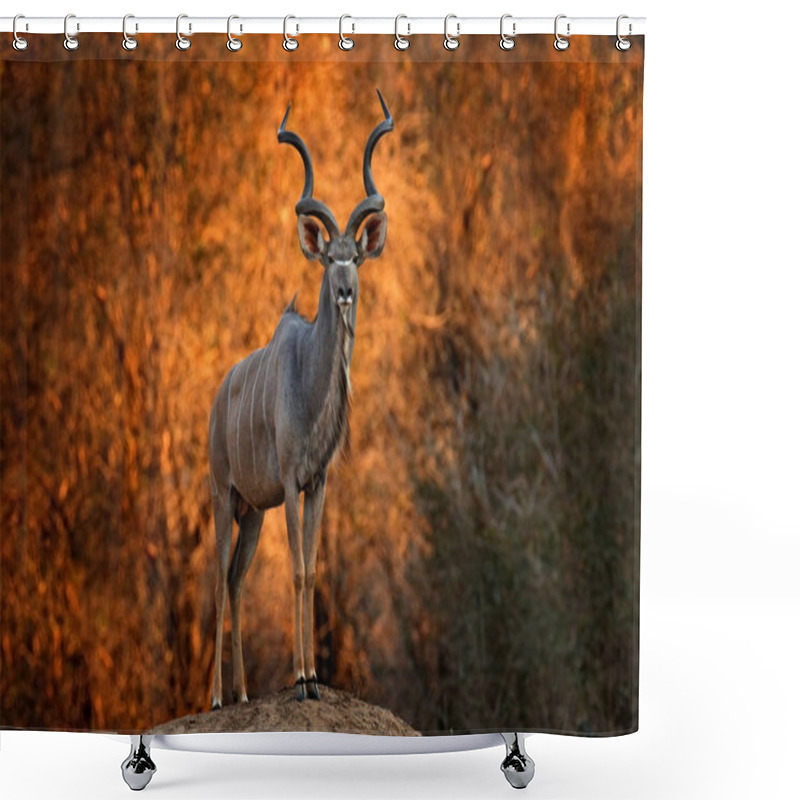 Personality  Greater Kudu, Tragelaphus Strepsiceros,  Handsome Antelope With  Shower Curtains