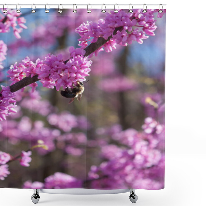 Personality  Bumble Bee Pollinates Pink Blossom On Eastern Redbud Tree Shower Curtains