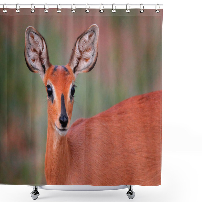 Personality  Chobe Bushbuck, Tragelaphus Scriptttus Ornatus, Detail Portrait Of Antelope In The Green Leaves, Animal In The Nature Habitat, Victoria Falls, Zambezi River, Zimbabwe. Shower Curtains