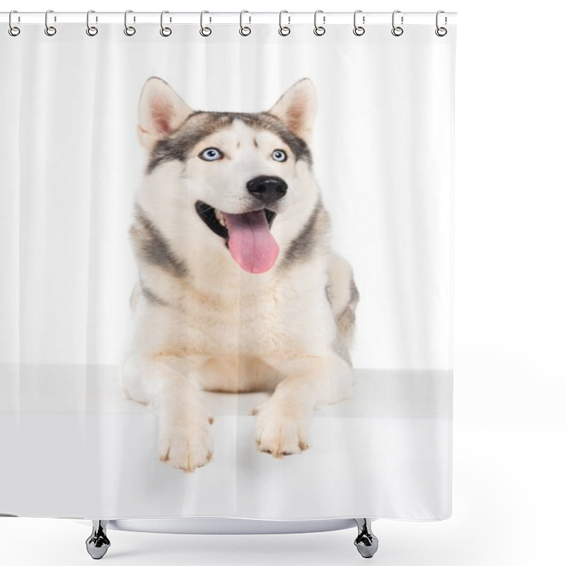 Personality  Funny Siberian Husky Dog, Isolated On White  Shower Curtains