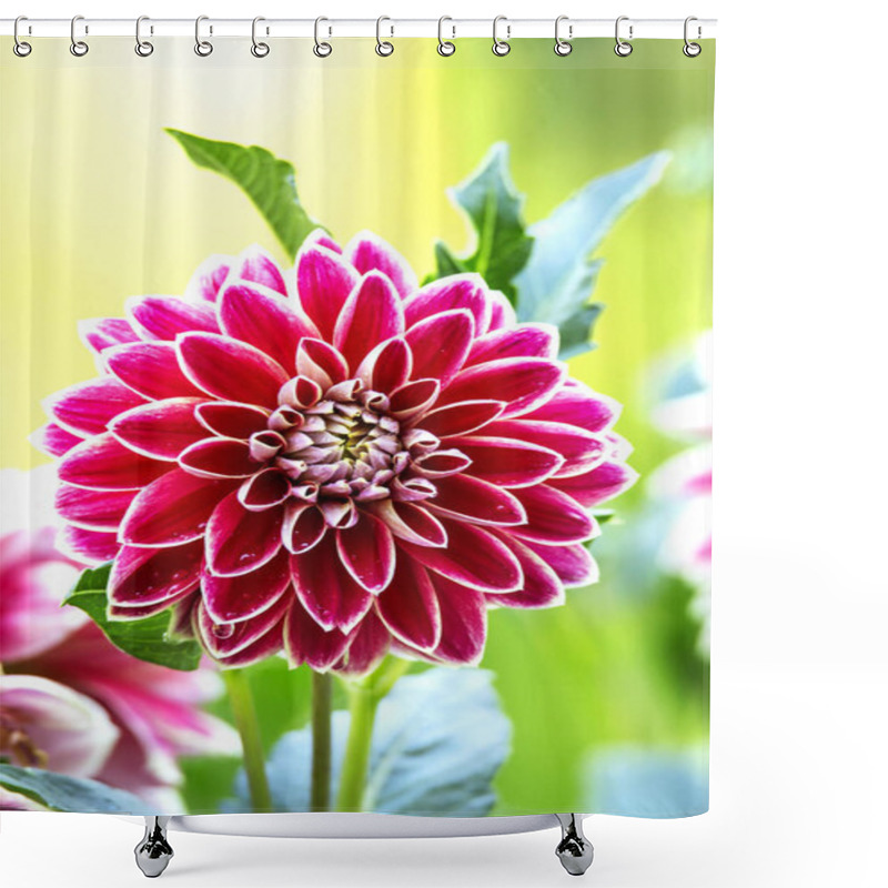 Personality  Dahlia Flower. Close Up View Red Fresh And Beautiful Dahlia Flower On Green Background  At The Gard Shower Curtains