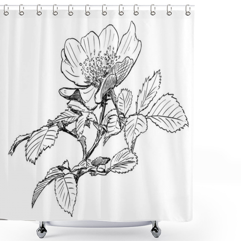 Personality  Vector Hand Drawing Of Wild Rose Branch With Blooming Flower Shower Curtains