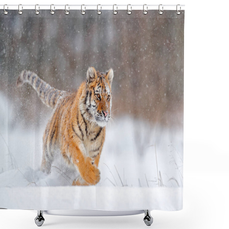 Personality  Wildlife Russia. Tiger, Cold Winter In Taiga, Russia. Snow Flakes With Wild Amur Cat.  Tiger Snow Run In Wild Winter Nature. Siberian Tiger, Action Wildlife Scene With Dangerous Animal.  Shower Curtains