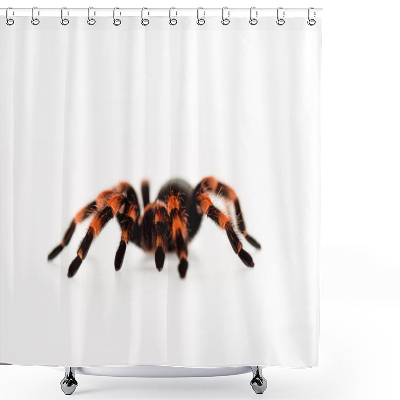 Personality  Black And Red Hairy Spider Isolated On White Shower Curtains