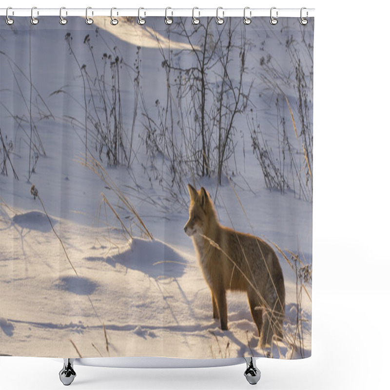 Personality  Red Fox In The Winter On Snowy Ground Shower Curtains