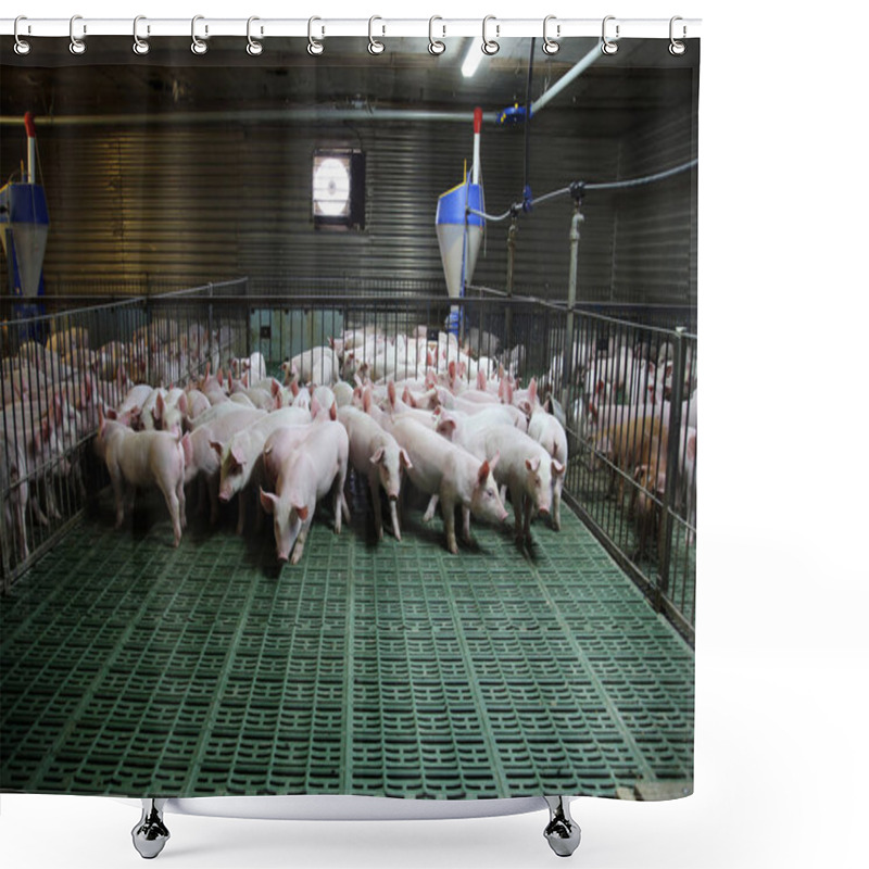 Personality  Young Domestic Breed Piglets Growing On Modern Animal Farm Shower Curtains