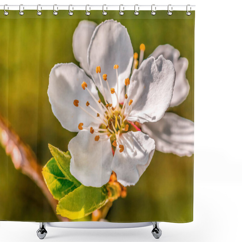 Personality  A Branch With Fresh Spring Blossoms At The Beginning Of The Year Shower Curtains