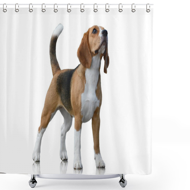 Personality  Beagle Dog Stand Isolated On White Background Shower Curtains