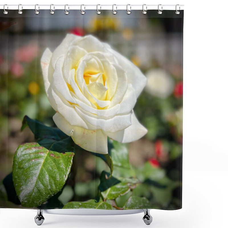 Personality  Macro Shot Of A Rose With Petals In Soft Gradient Shades, Surrounded By Vibrant Green Leaves. A Detailed, Natural, And Captivating Floral Image Showcasing Nature's Beauty. Shower Curtains