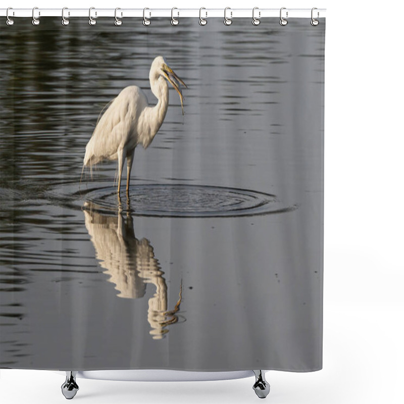 Personality  Great Egret With Catching A Fish At Wetland Sabah, Malaysia Shower Curtains