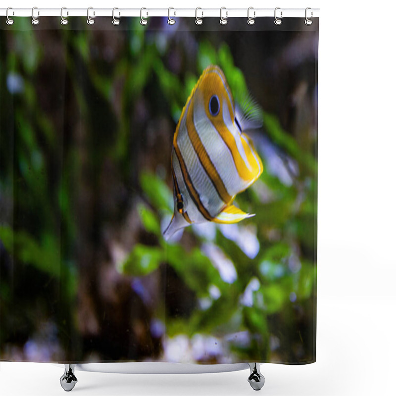 Personality  Angelfish Swims Against A Background Of Algae. Underwater Filming Shower Curtains