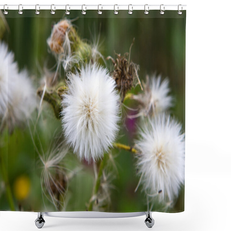 Personality  Thistle Down On Cirsium Arvense - Creeping Thistle. Seed Dispers Shower Curtains