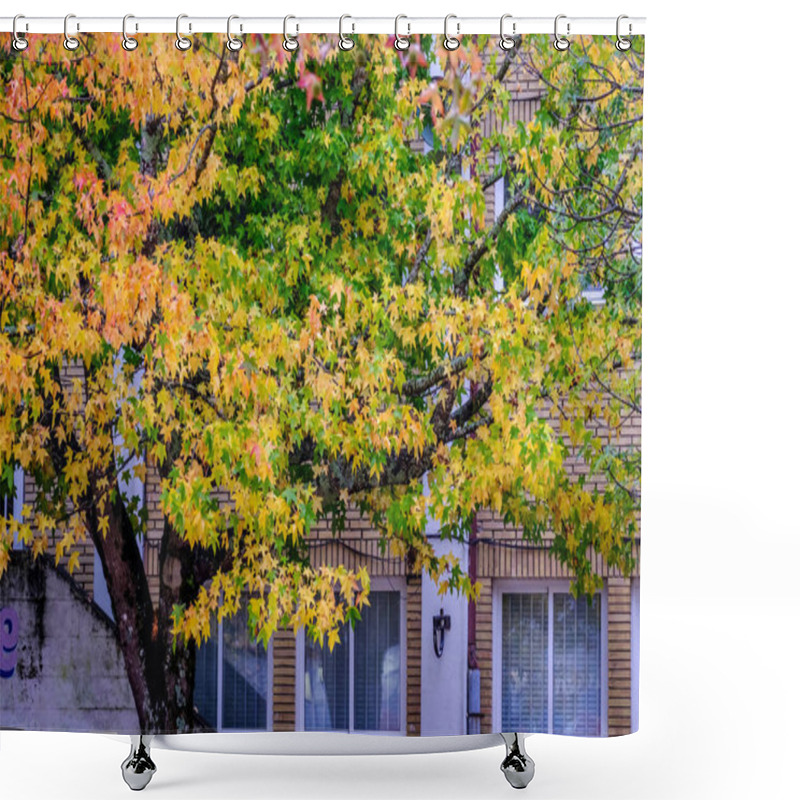 Personality  Liquidambar Styraciflua, American Sweetgum, Deciduous Tree Of The Altingiaceae Family In Autumn. Shower Curtains