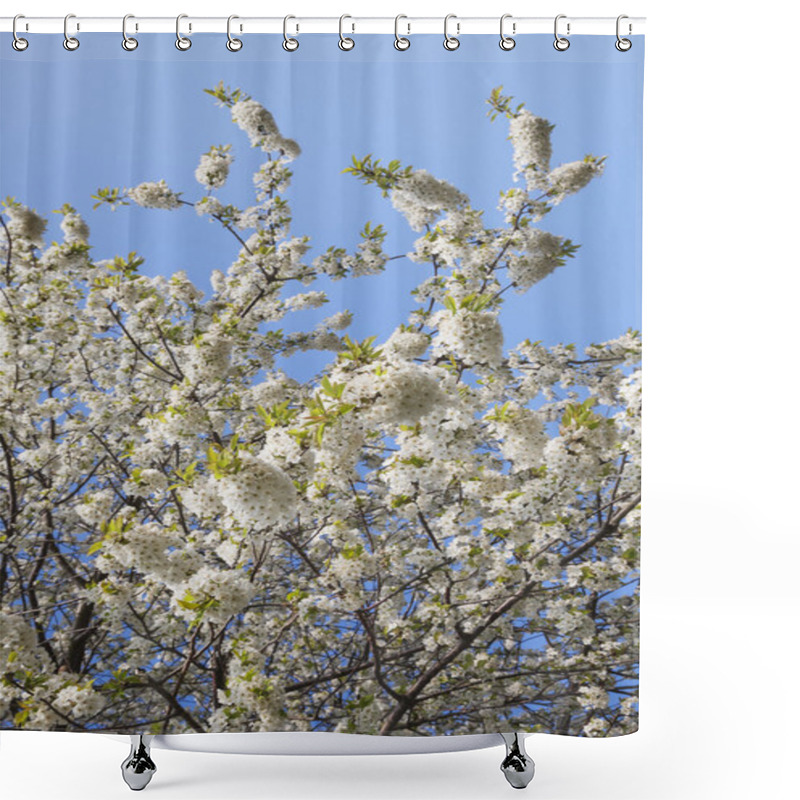 Personality  White Cherry Blossoms Shower Curtains