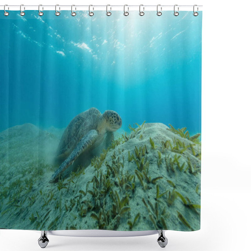 Personality  Hawksbill Turtle Feeding Seaweed, Marsa Alam,Egypt Shower Curtains