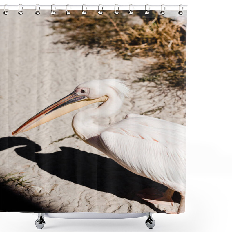 Personality  Pelican With Big Beak Walking On Ground Near Grass  Shower Curtains