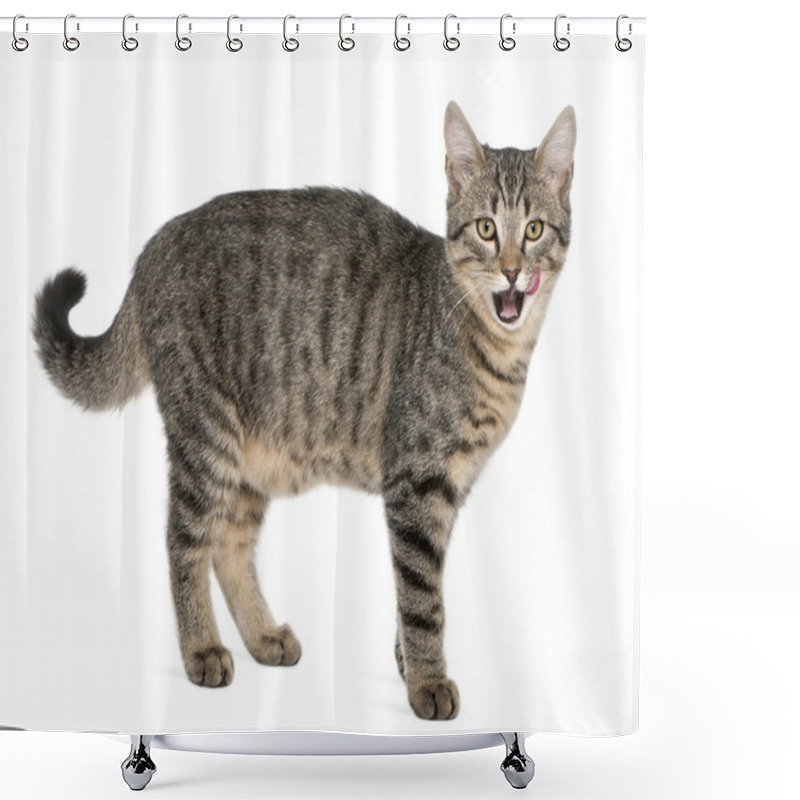 Personality  Mixed-breed Cat, Felis Catus, 6 Months Old, Standing In Front Of White Background Shower Curtains