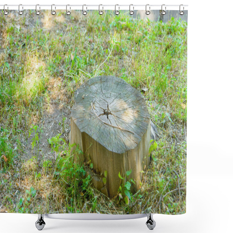 Personality  Dry Stump. Dry Holey Stump In The Grass. The Stump Has Decayed. An Old Block With Annual Rings. A Small Part Of A Tree Trunk From The Ground. Stump With Damaged Core. Shower Curtains