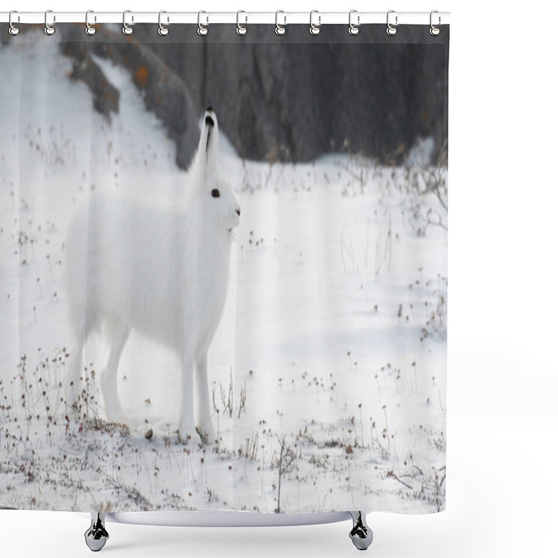 Personality  An Arctic Hare Standing At Attention On Its Hind Legs Altert To A Cross Fox In The Aera Outside Of Churchill, Manitoba Shower Curtains