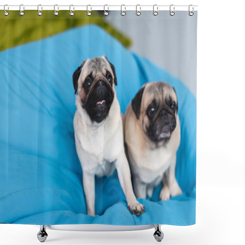 Personality  Two Cute Pugs On Blue Bean Bag Chair At Home Shower Curtains