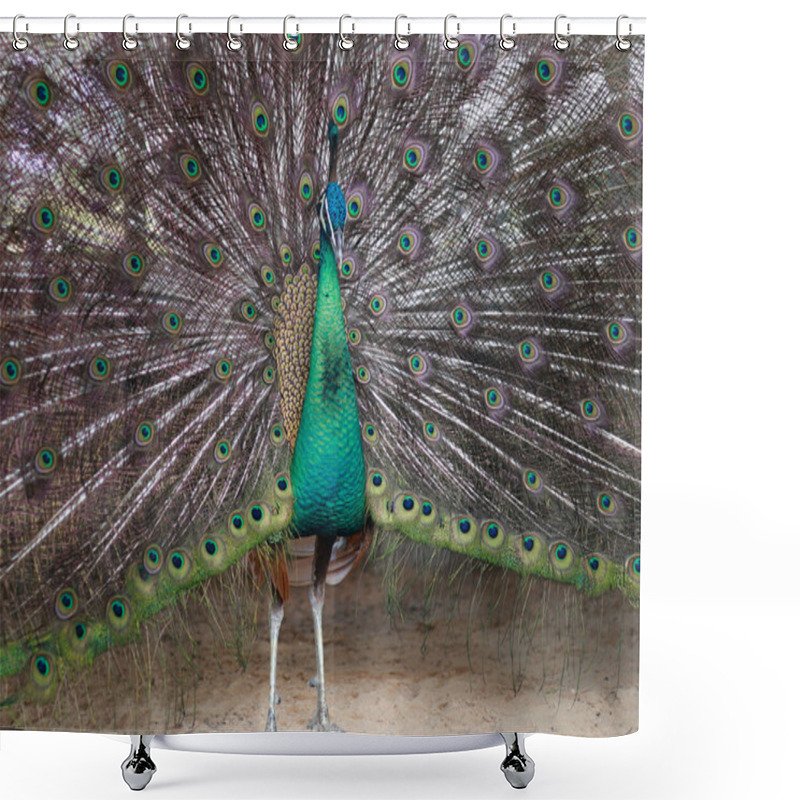 Personality  A Striking Close-up Of A Peacock,Portrait Of Beautiful Peacock With Feathers Out, Displays His Beautiful Feathers And Plumage At A Zoo, Pavo Cristalus,front View Shower Curtains