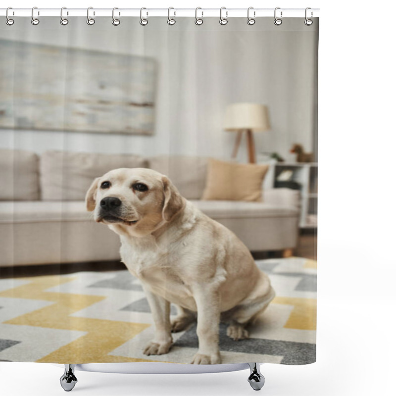 Personality  Animal Companion, Cute Labrador Dog Sitting On Carpet In Living Room Inside Of Modern Apartment Shower Curtains