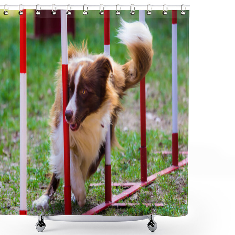 Personality  Agility Dog With A Red Border Collie Shower Curtains