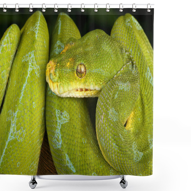 Personality  Green Tree Python Hanging For A Tree. Shower Curtains